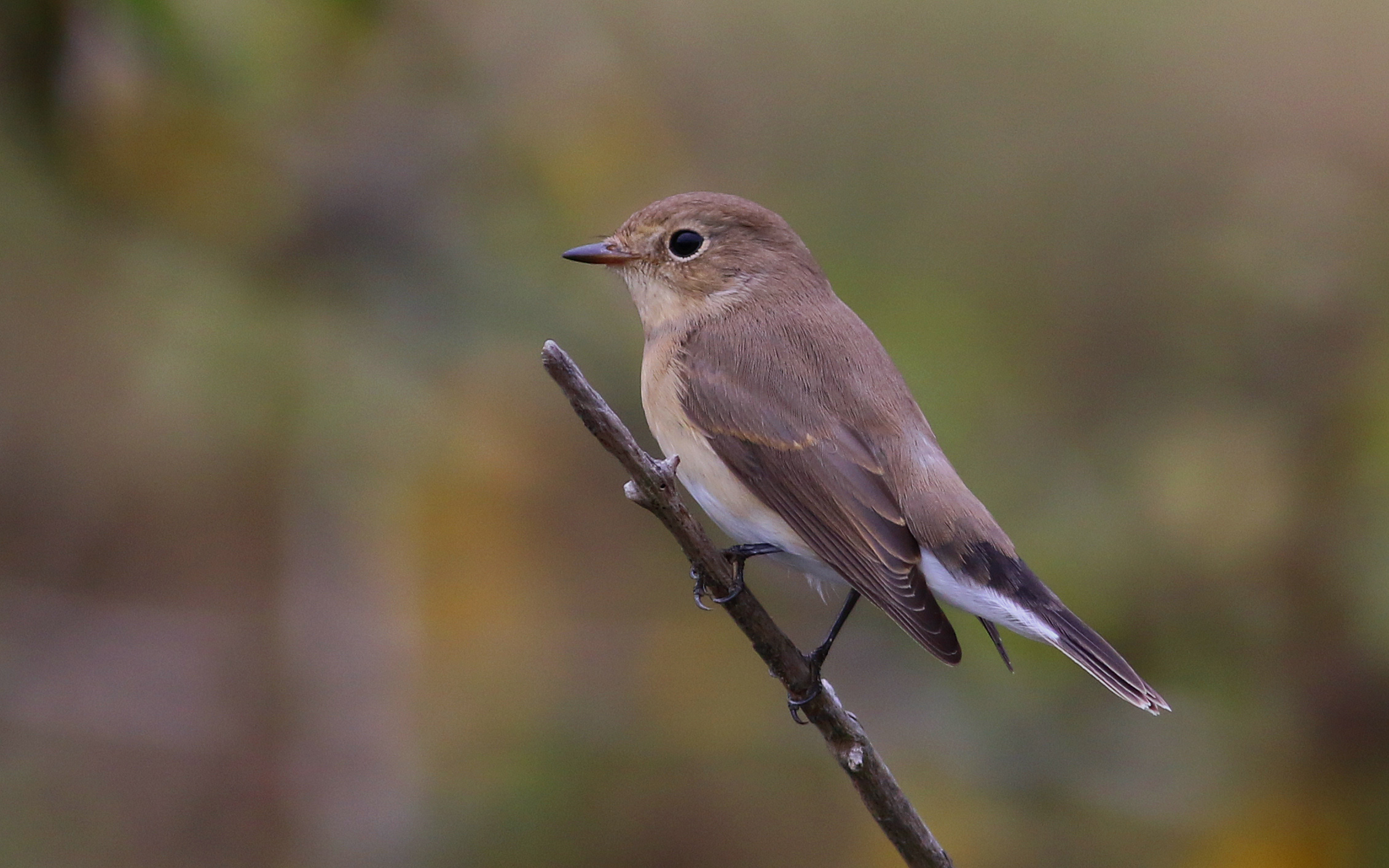 Red-breasted Flycatcher